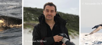 Uniek in Nederland: Lezing “de Witte Haai in Australië” door Allesandro De Maddalena